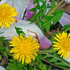 Frühling auf dem Bürgersteig