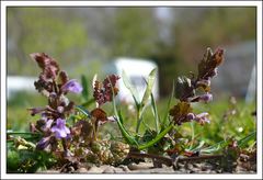 Frühling auf dem Campingplatz 3