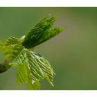 Frühling auf dem Campingplatz 4