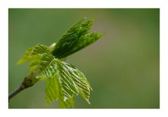 Frühling auf dem Campingplatz 4