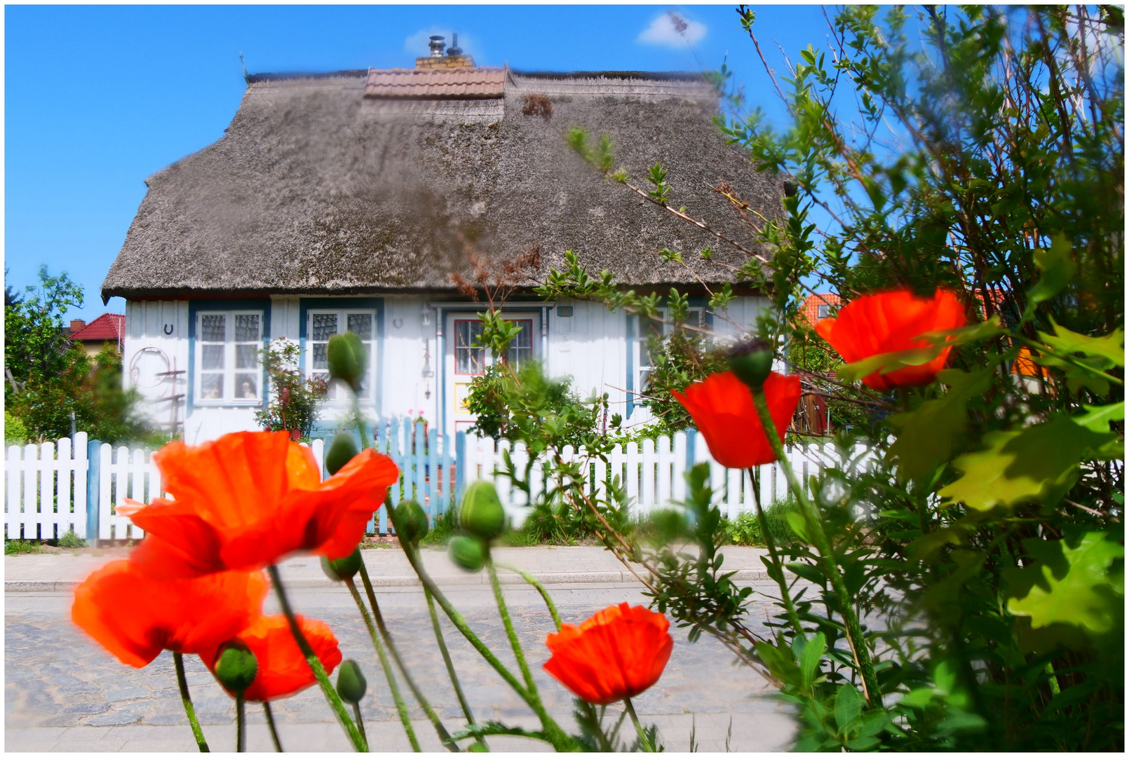 Frühling auf dem Darß