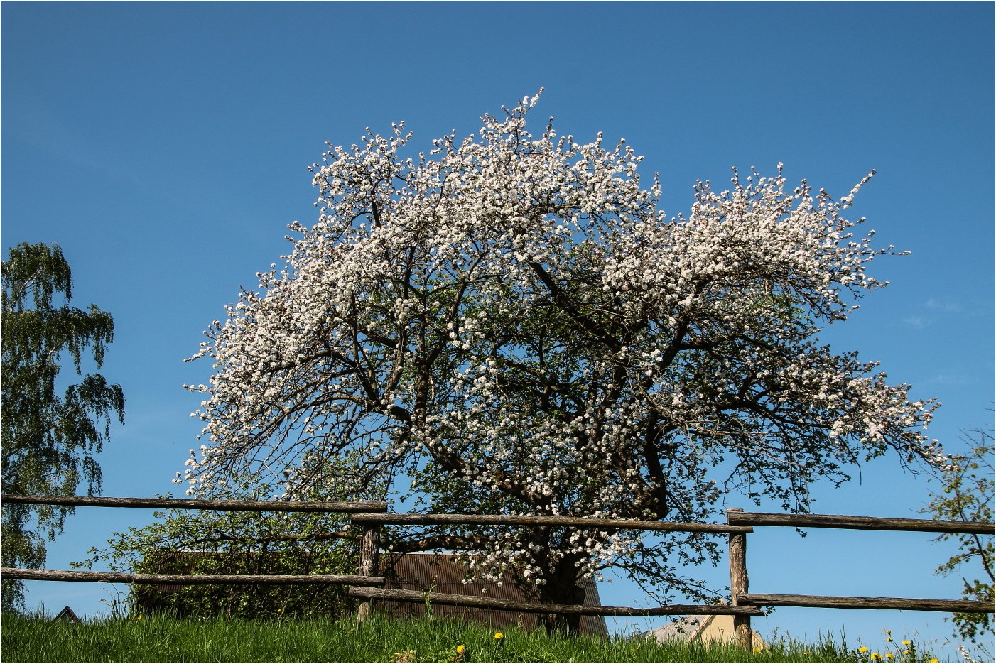 Frühling auf dem Dorf