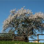 Frühling auf dem Dorf