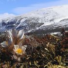 Frühling auf dem Dovrefjell...