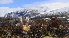 Frühling auf dem Dovrefjell...