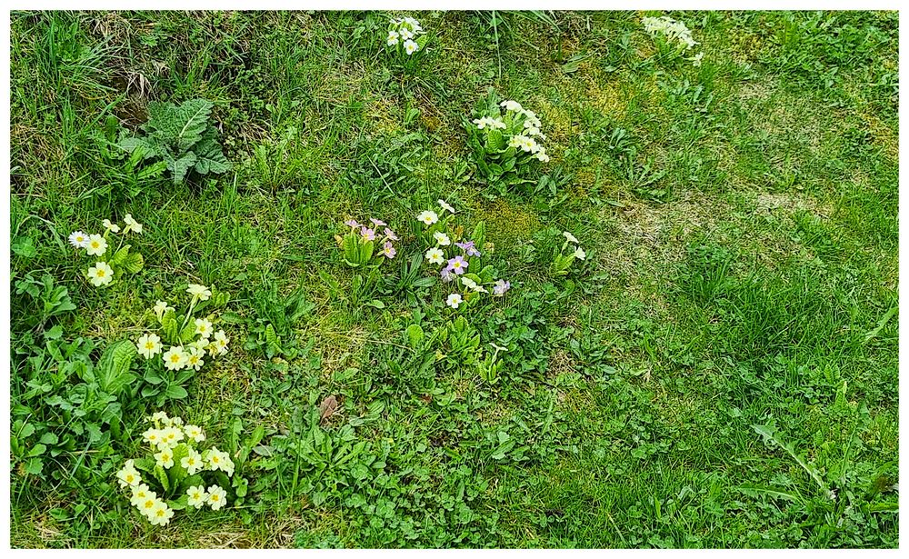 Frühling auf dem Eingangsweg