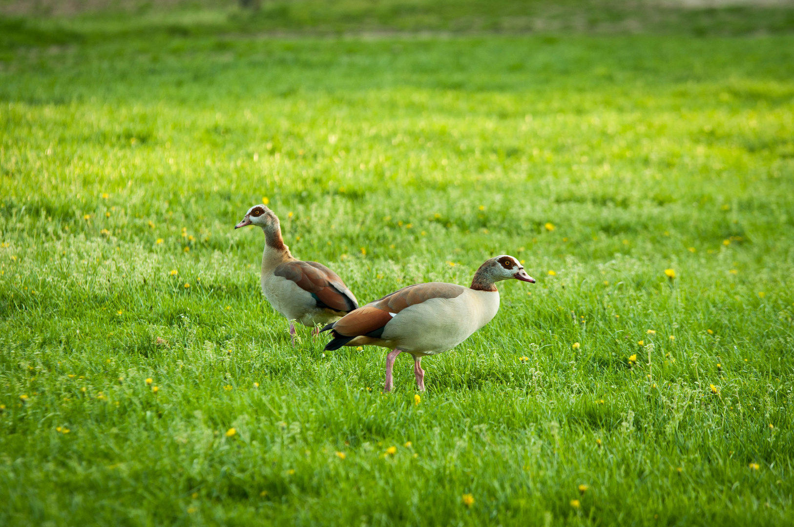 Frühling auf dem Feld