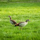 Frühling auf dem Feld