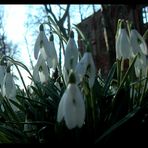 frühling auf dem Friedhof