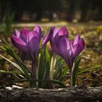 Frühling auf dem Friedhof