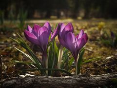 Frühling auf dem Friedhof