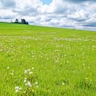 Frühling auf dem Hangarder Flur  (2)