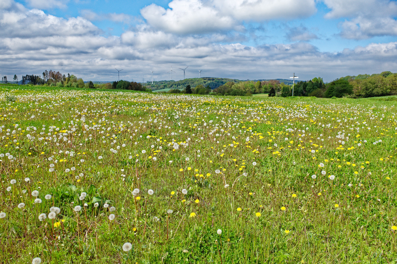 Frühling auf dem Hangarder Flur (3)