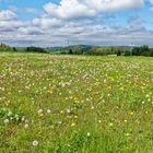 Frühling auf dem Hangarder Flur (3)