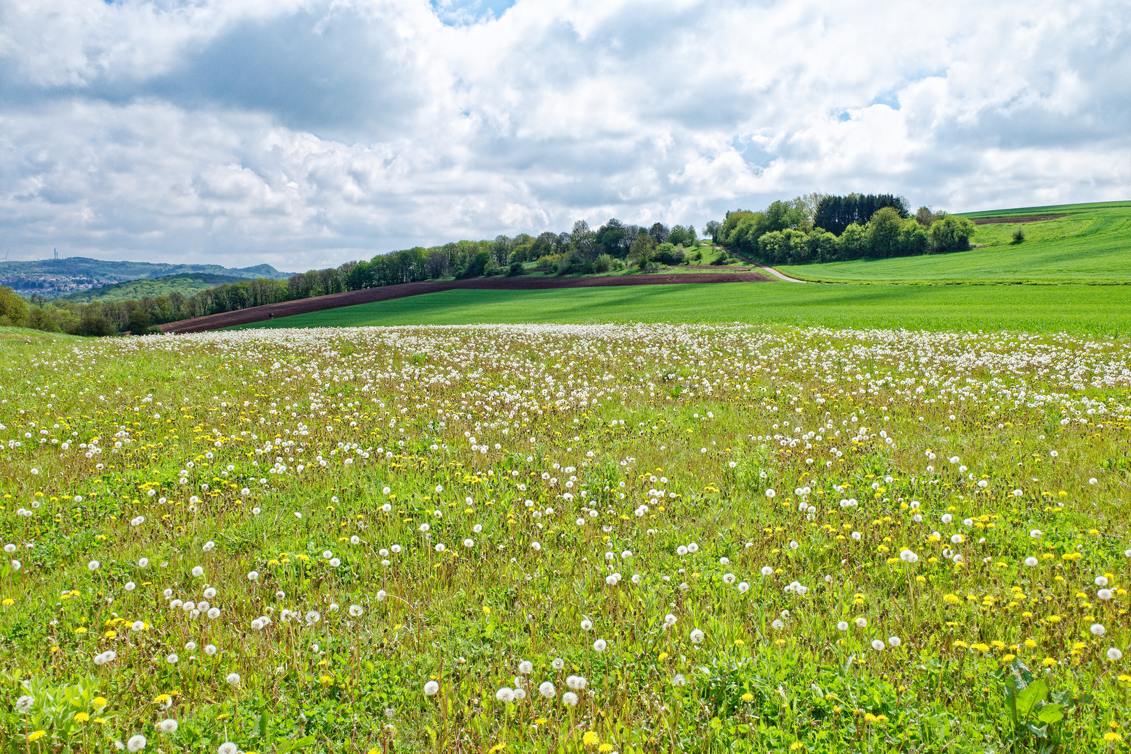 Frühling auf dem Hangarder Flur  (4)