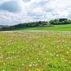 Frühling auf dem Hangarder Flur  (4)