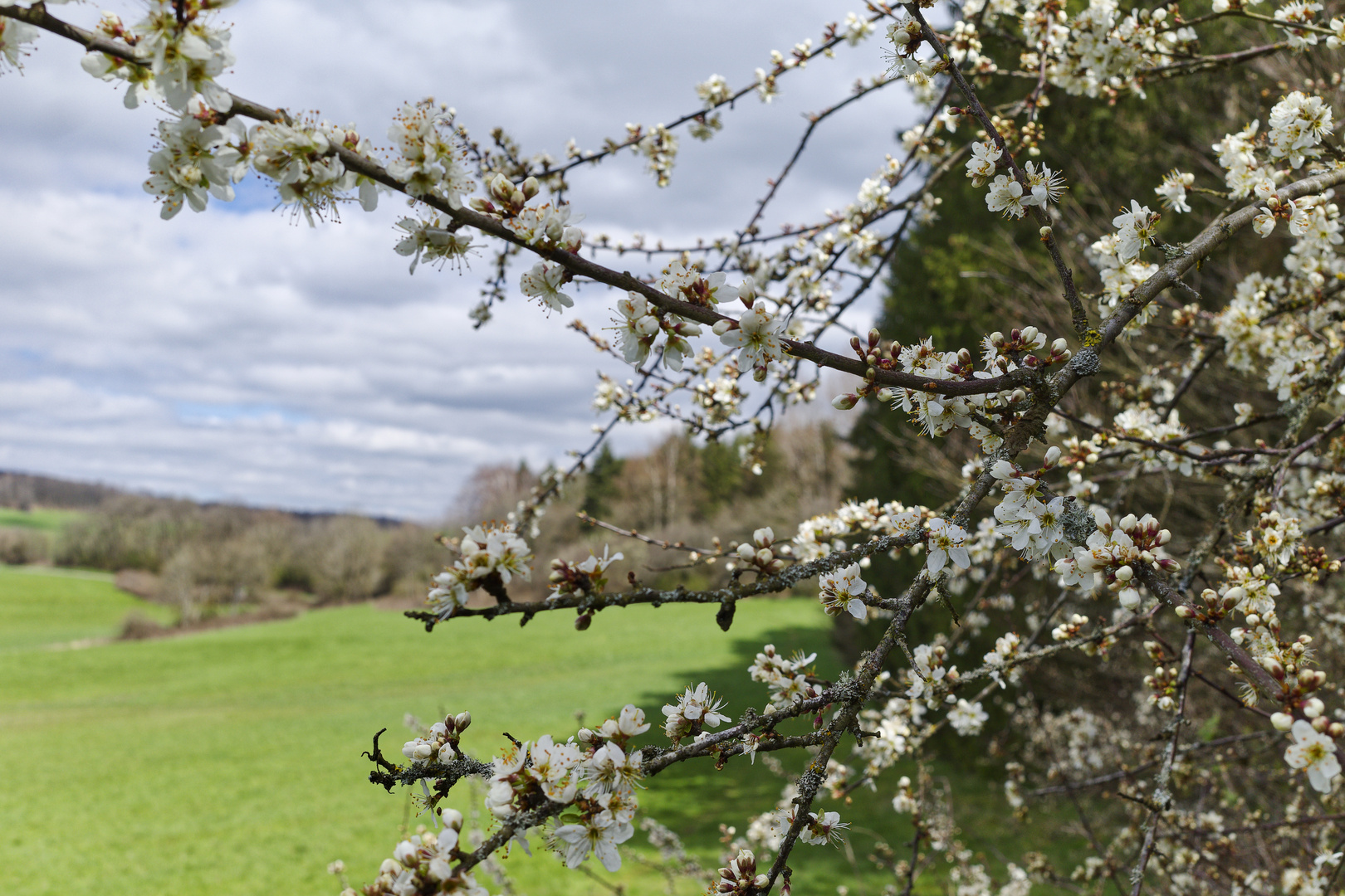 Frühling auf dem Hangarder Flur