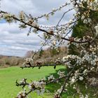 Frühling auf dem Hangarder Flur