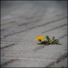 Frühling auf dem Hof