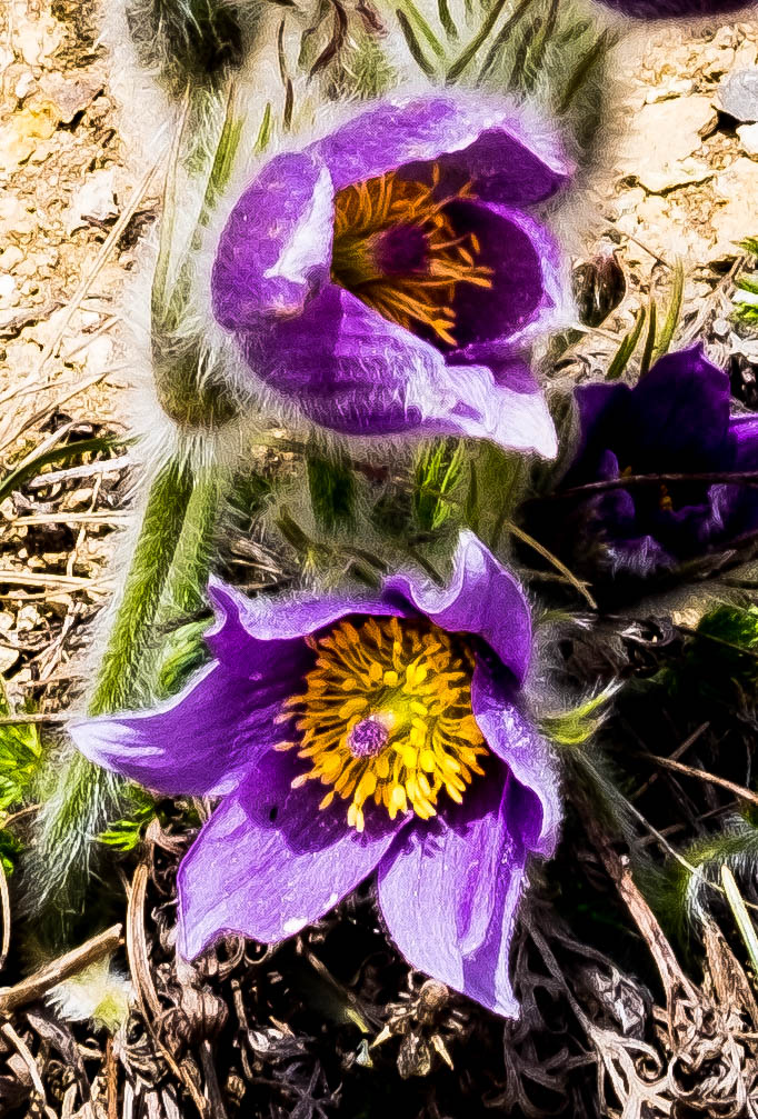 Frühling auf dem Hohentwiel