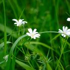 ...Frühling auf dem Jägerhaus