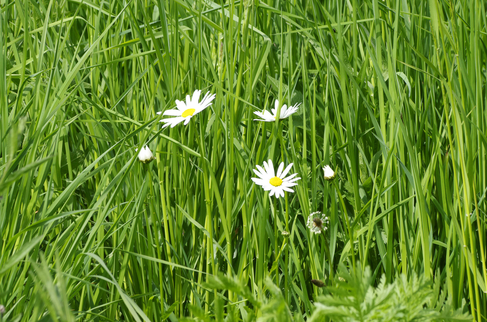 ...Frühling auf dem Jägerhaus