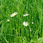 ...Frühling auf dem Jägerhaus