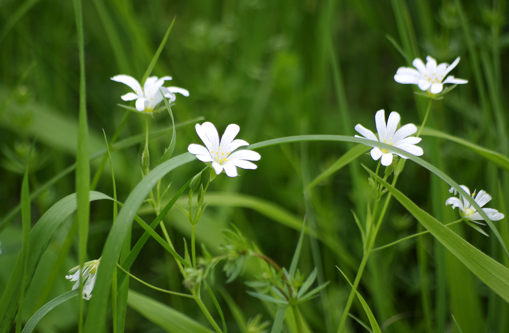 ...Frühling auf dem Jägerhaus