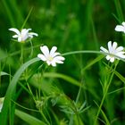 ...Frühling auf dem Jägerhaus