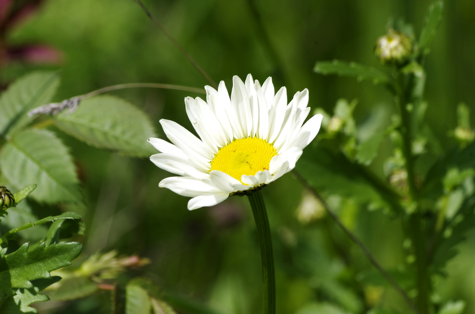 ...Frühling auf dem Jägerhaus