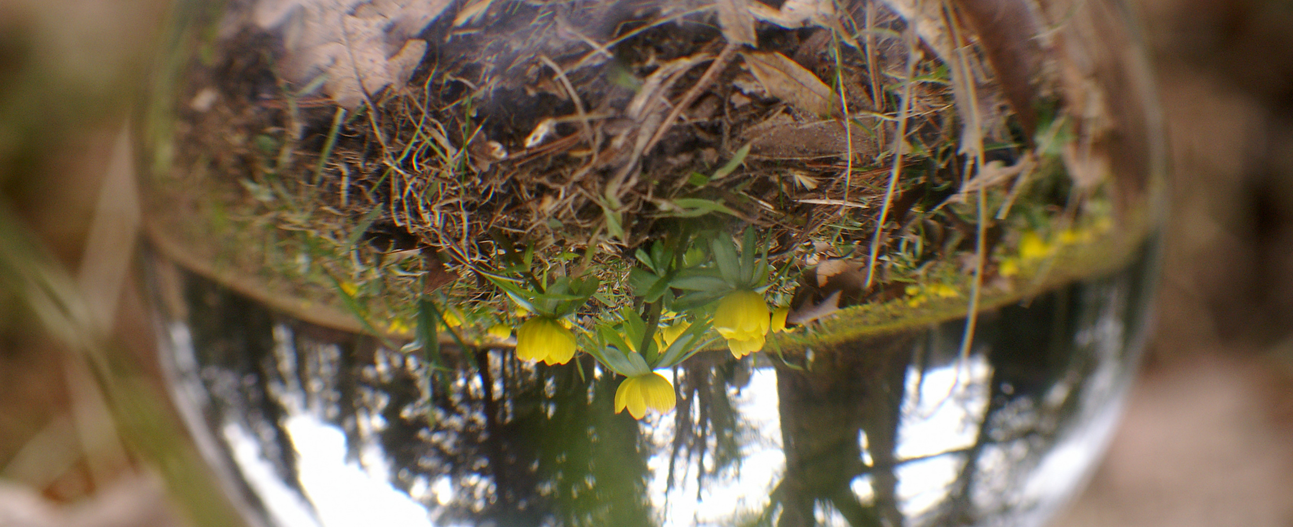 Frühling auf dem Kopf