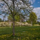 Frühling auf dem Kronsberg III - Hannover