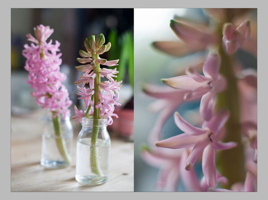 Frühling auf dem Küchentisch