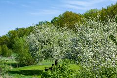 Frühling auf dem Land 2