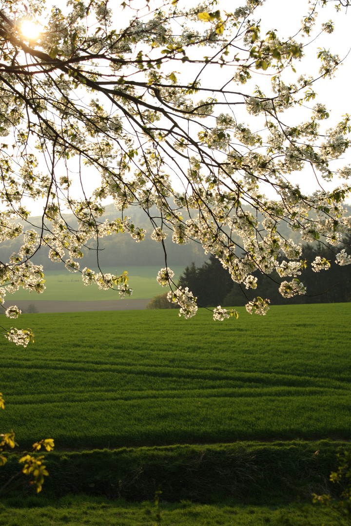 Frühling auf dem Land