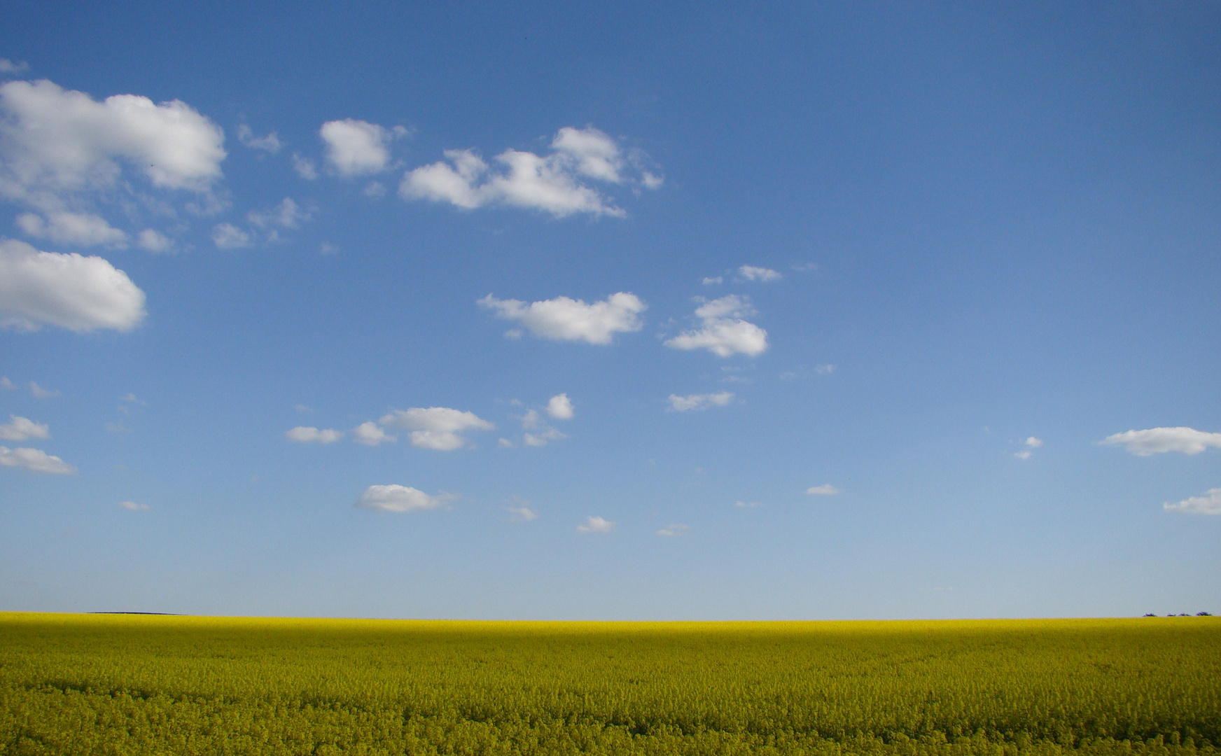 Frühling auf dem Land I