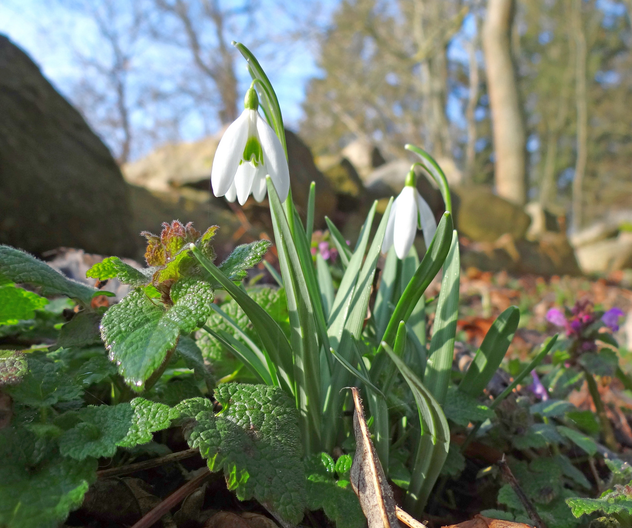 Frühling auf dem Land (I)