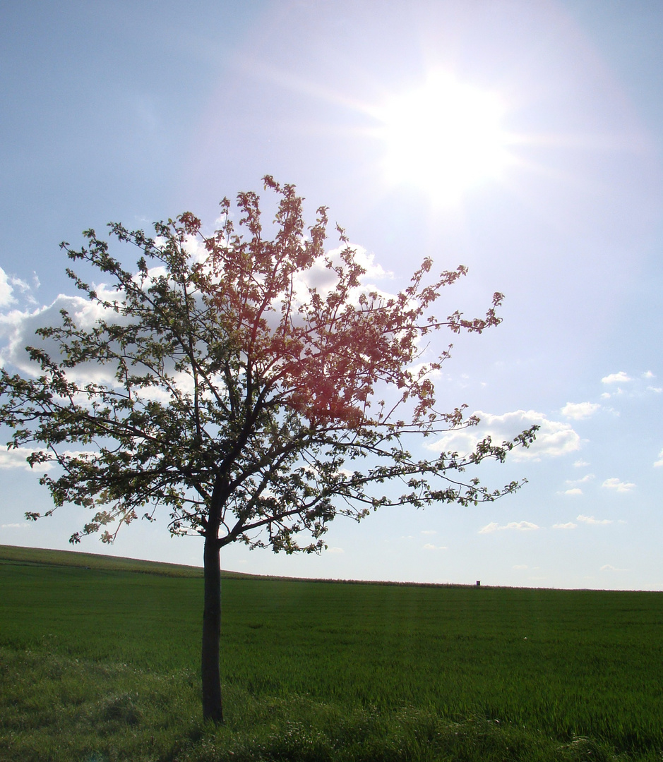 Frühling auf dem Land II