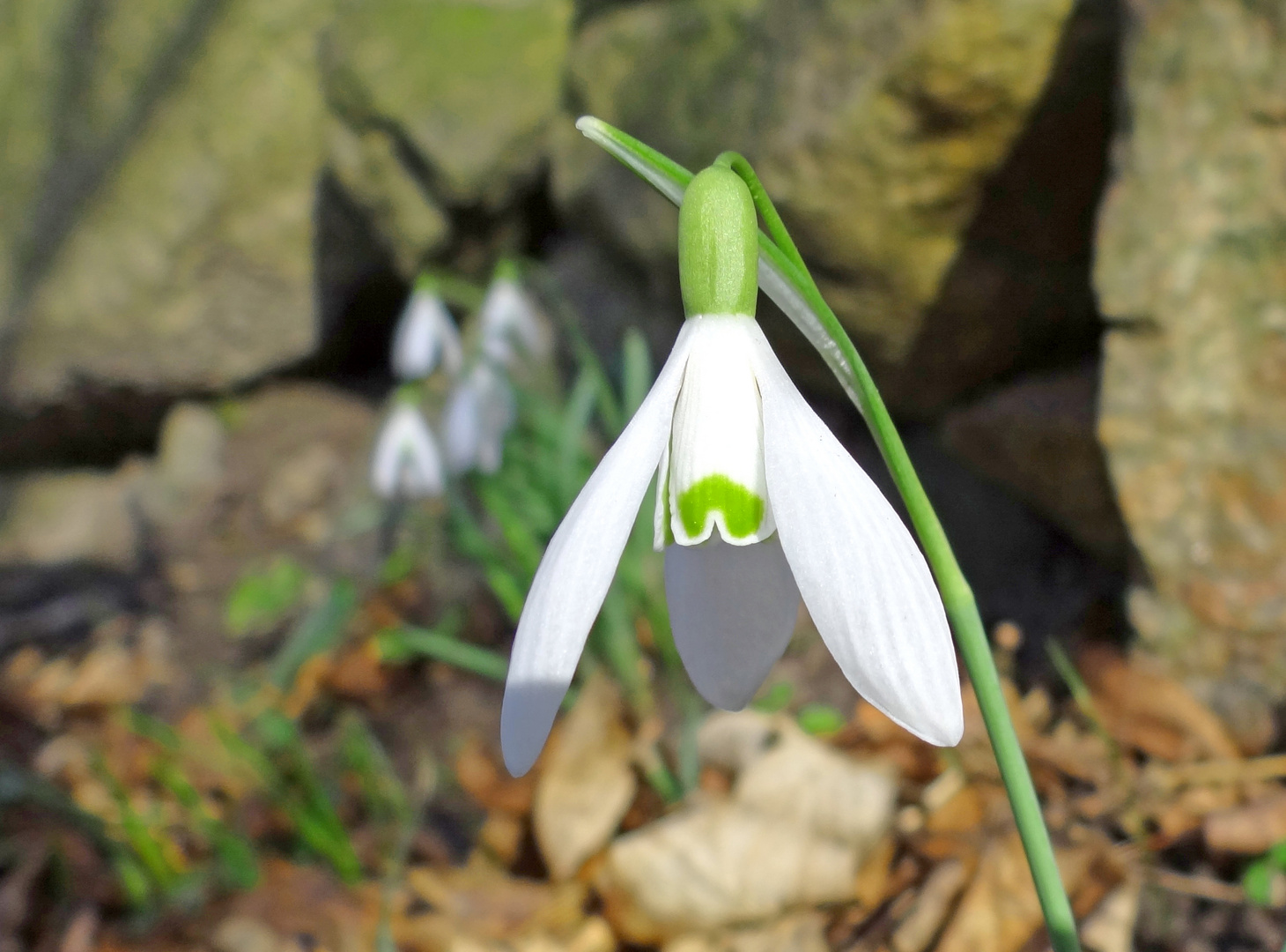 Frühling auf dem Land (II)