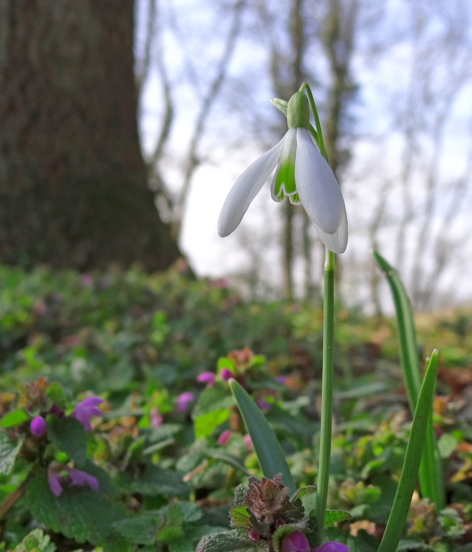 Frühling auf dem Land (III)