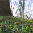 Frühling auf dem Land (III)