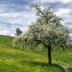 Frühling auf dem Lande