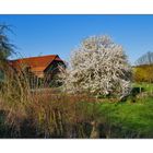 Frühling auf dem Lande