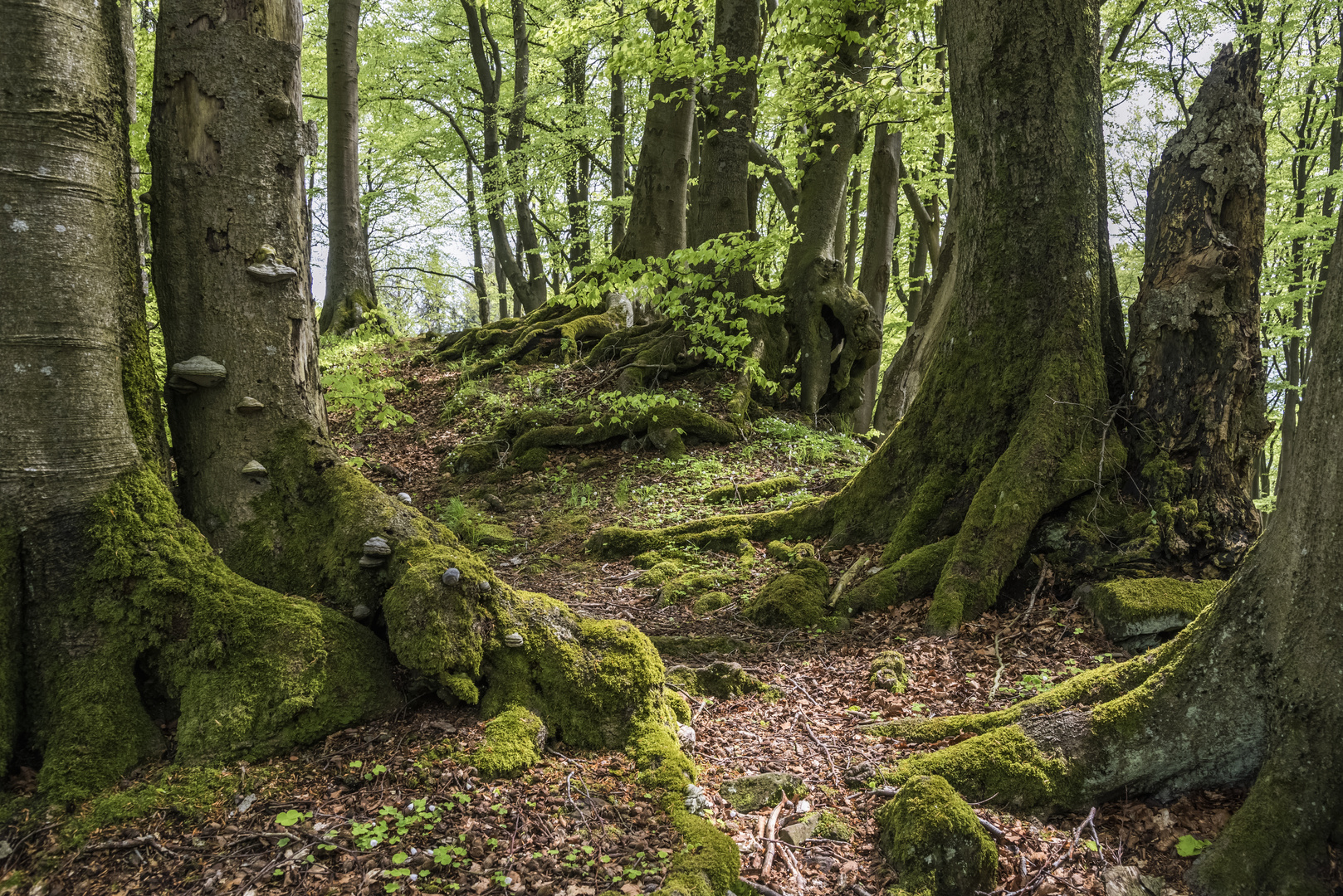 *Frühling auf dem Nerother Kopf*