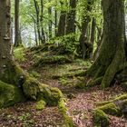 *Frühling auf dem Nerother Kopf*