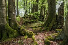 *Frühling auf dem Nerother Kopf*