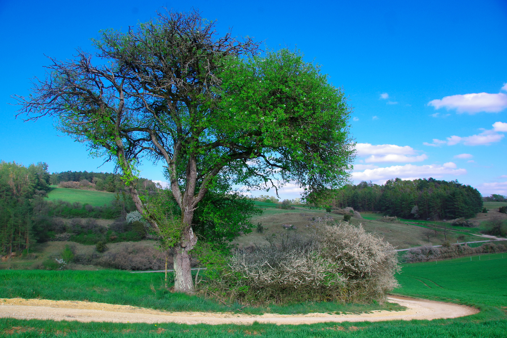 Frühling auf dem Oberpfälzer Jura