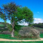 Frühling auf dem Oberpfälzer Jura