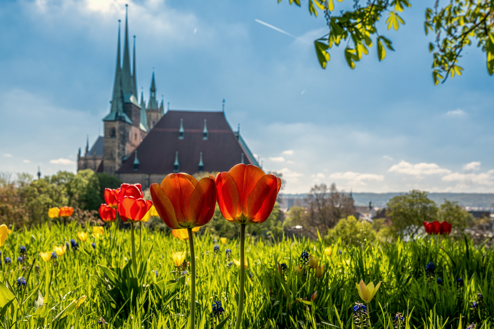 Frühling auf dem Petersberg 01