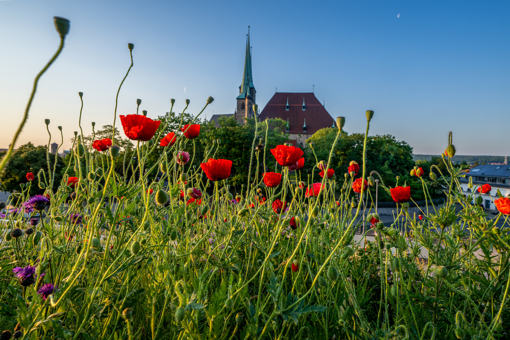 Frühling auf dem Petersberg 02